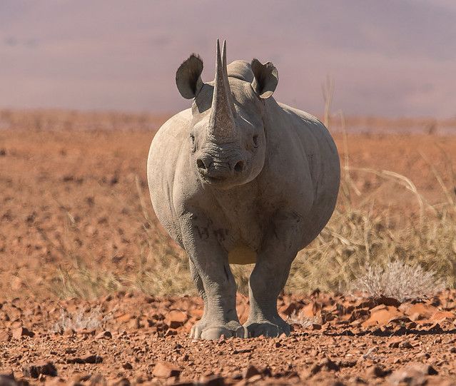 rhino tracking