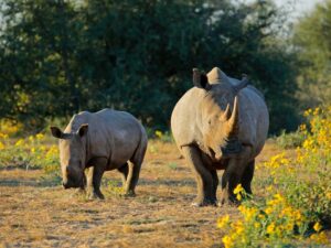  rhino in the wild during a tracking experience in South Africa