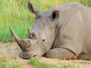 Rhino tracks on the dusty soil