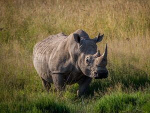 rhino walking