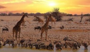 Etosha National Park