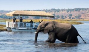 chobe national park safari