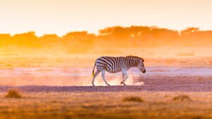 zebra in the Kruger National Park