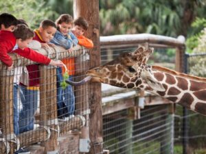 Family safaris with educational programs for kids