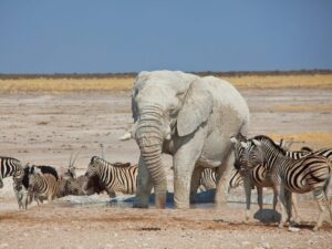 Safari resorts with kids' activities