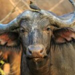 buffalo roaming through the grasslands