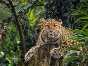 A leopard stealthily perched on a tree in a predator-rich reserve, demonstrating its hunting skills.