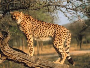 A cheetah in the tree