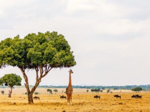 Giraffe and zebra sightings during a safari for U.S. and Canadian travelers