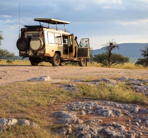 Safari vehicles in a predator-rich reserve offering close encounters with big cats like lions, leopards, and cheetahs.