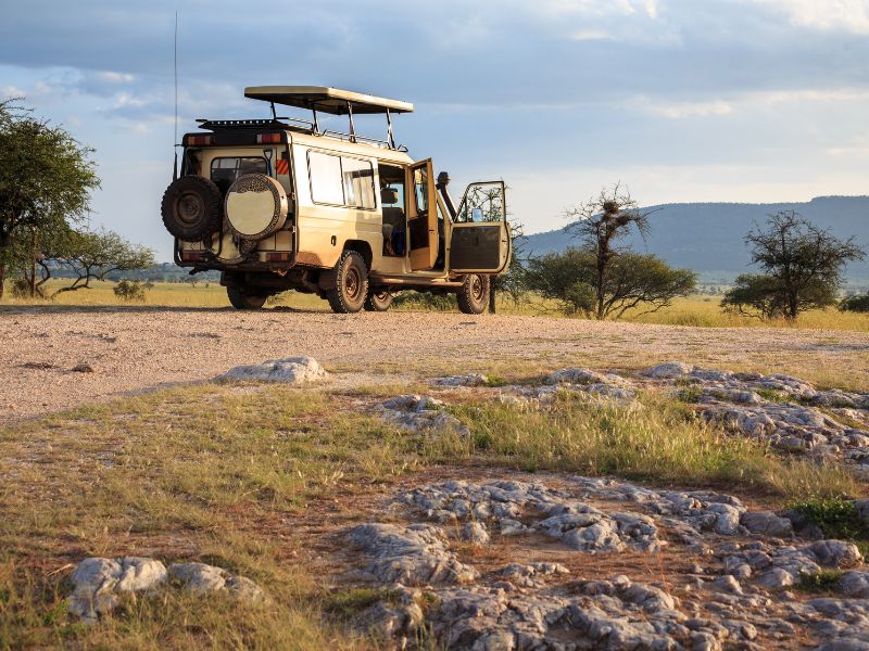 Safari vehicles in a predator-rich reserve offering close encounters with big cats like lions, leopards, and cheetahs.