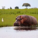 hippo partially submerged in the Chobe River