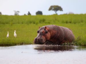 hippo partially submerged in the Chobe National Park Safari