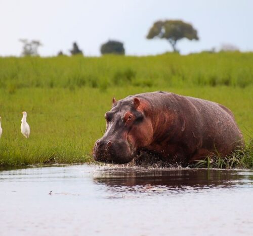 hippo partially submerged in the Chobe River