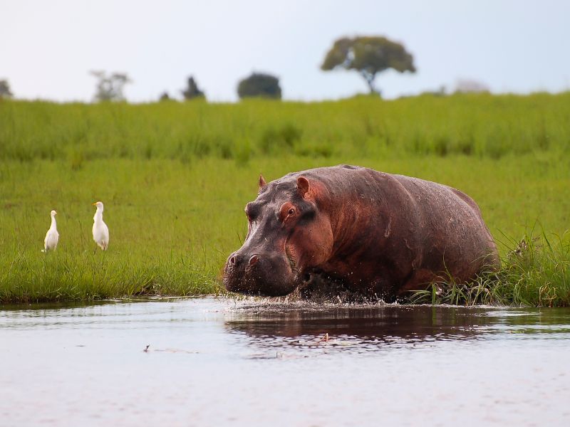 hippo partially submerged in the Chobe River