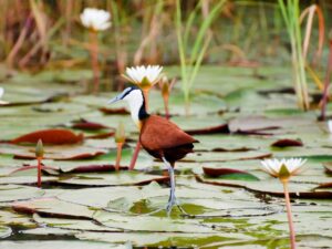 Scenic view of the Chobe River with birds