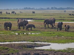 Elephants crossing the Chobe River
