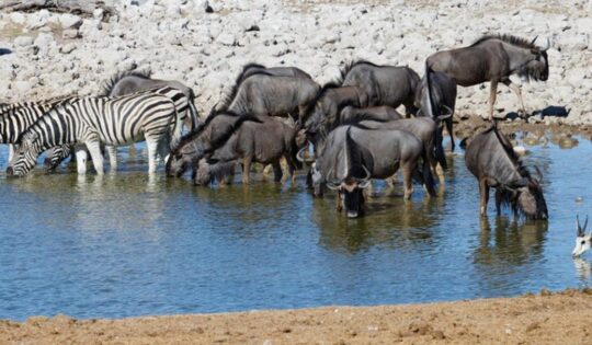 Etosha Big Five Safari