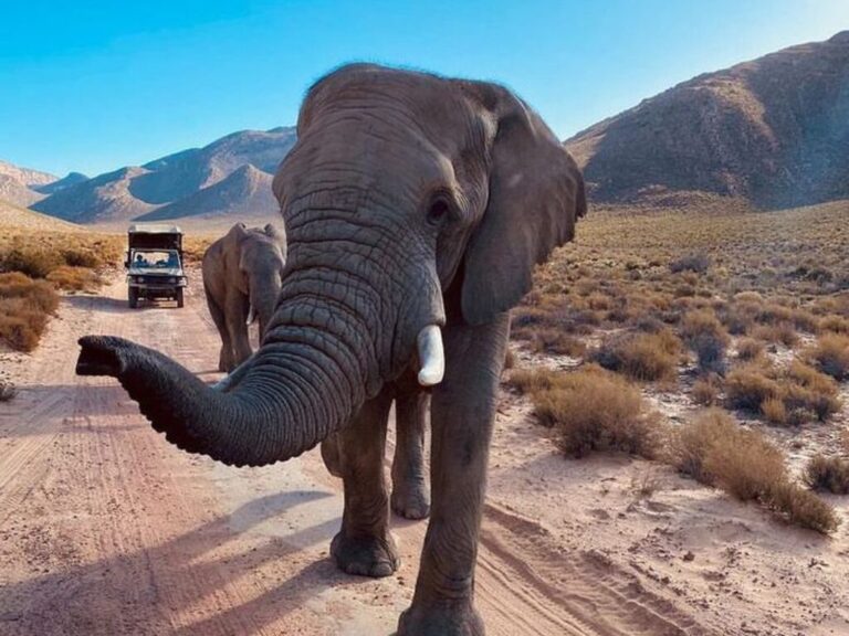 3 Day Big Five & Cheetah Run Safari – Inverdoorn