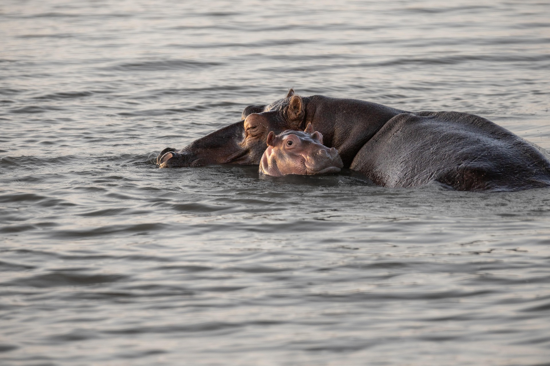 Hippo mom and kid in a waterhole at the Mlilwane wildlife sanctuary