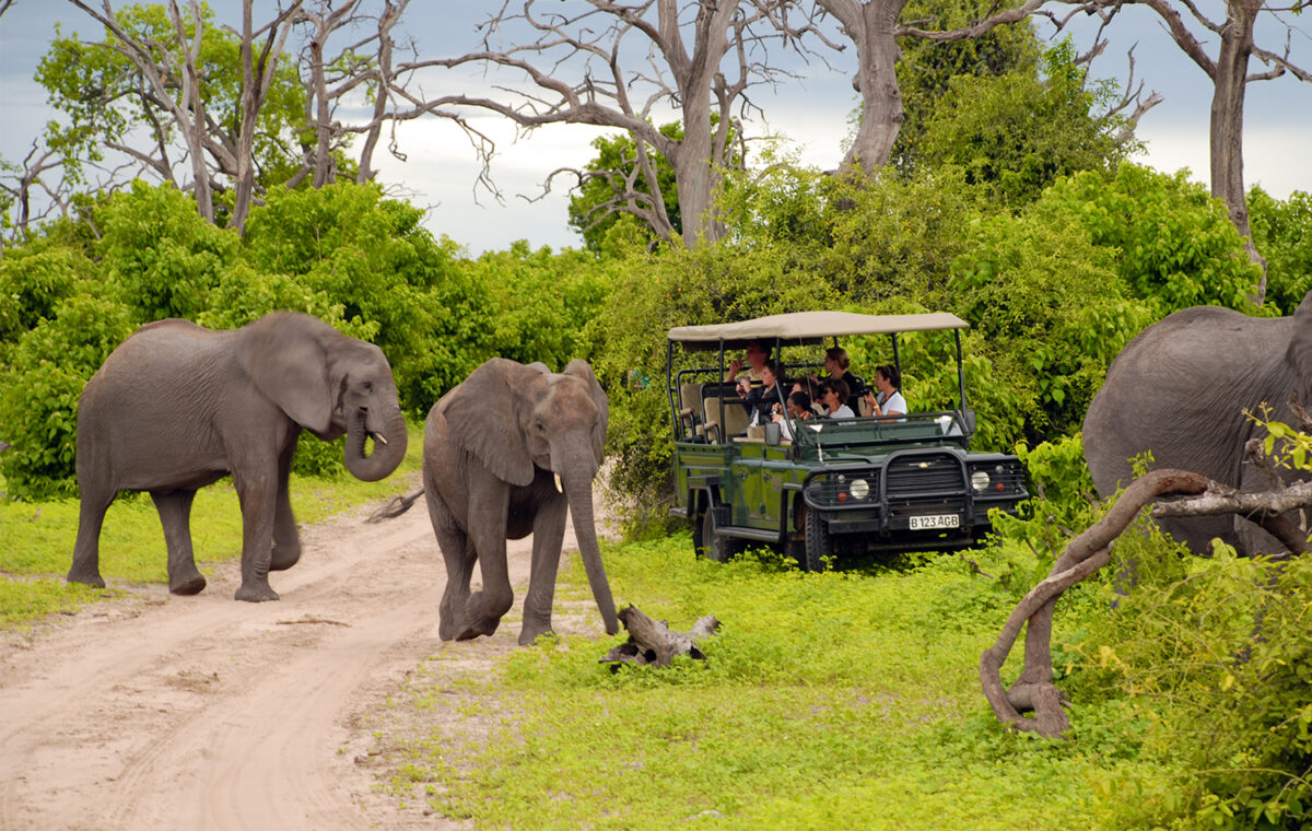 Chobe big five safari