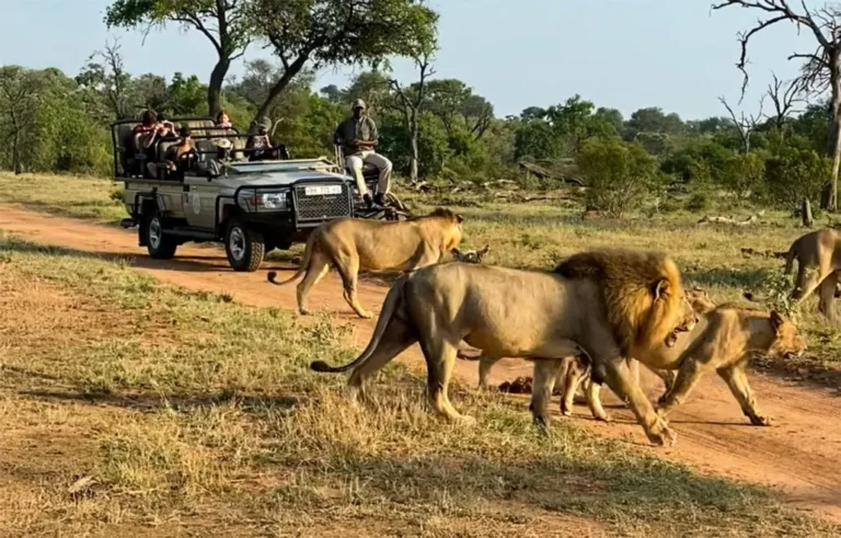 2-Day Safari Getaway near Cape Town – Big Five Adventure