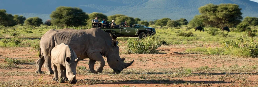 4-Day Pilanesberg Big Five Safari – Budget Adventure
