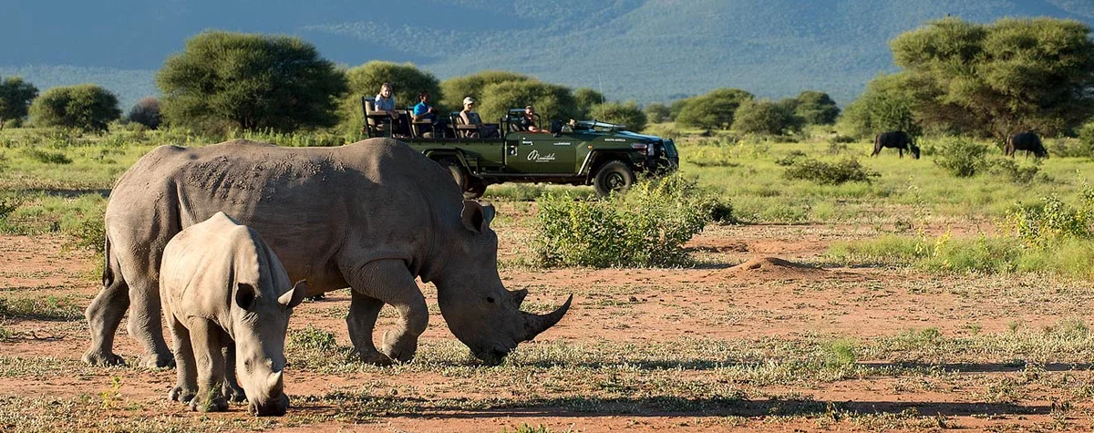 Wildlife Safari at Pilanesberg