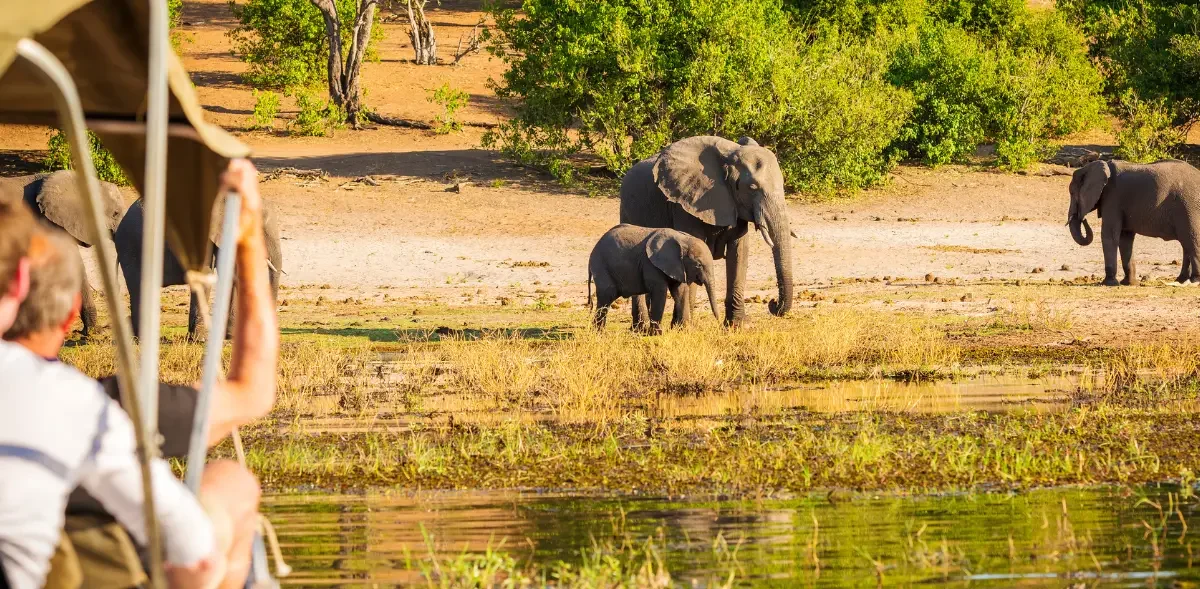 Wild Chobe Big Five Safari