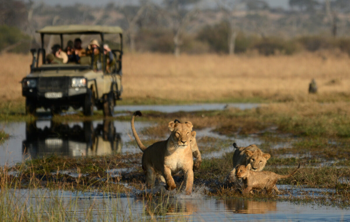 Authentic Chobe River Big Five Safari