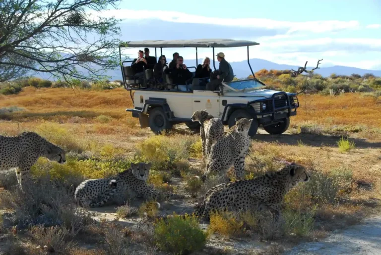2-Day Inverdoorn Safari – Big Five Cape Town Experience