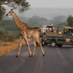 Best Safari for First-Time Visitors