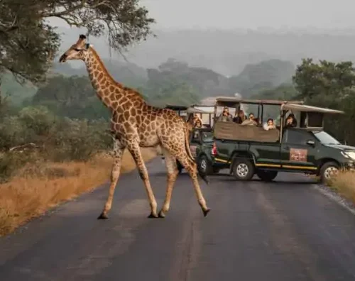 Best Safari for First-Time Visitors