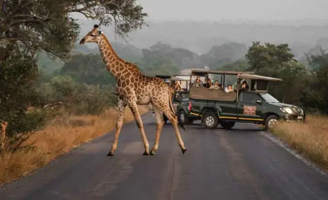 Best Safari for First-Time Visitors