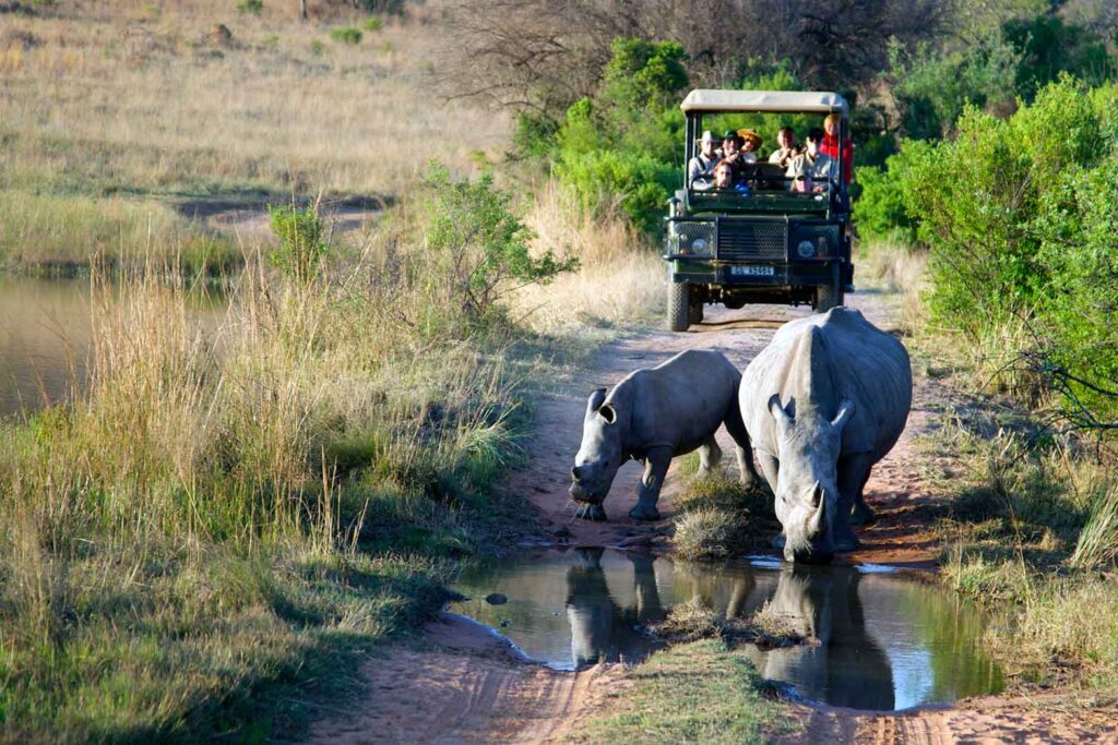 5-Day Madikwe Game Reserve Safari