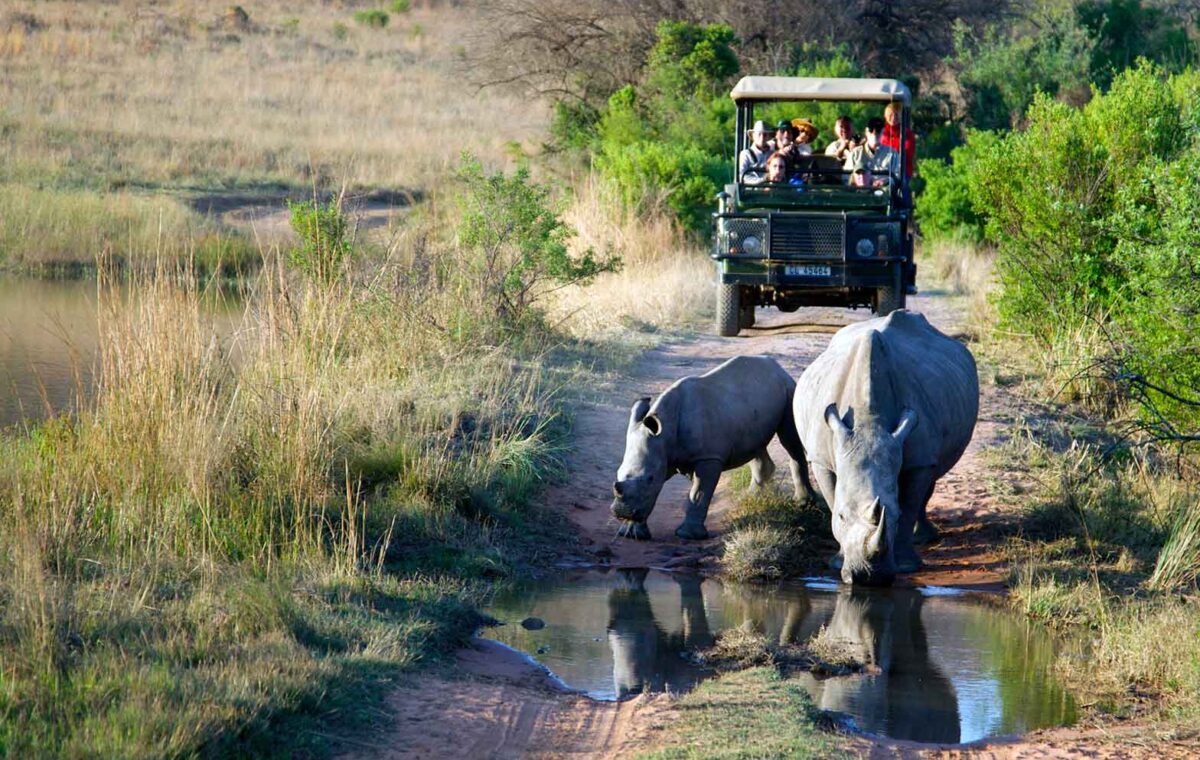 Madikwe Game Reserve Safari