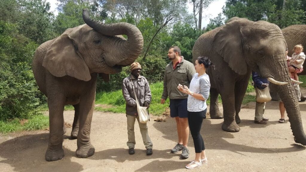 3-Day Cape Town Big Five Safari & Elephant Encounter