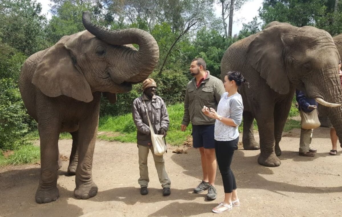 Elephant experience