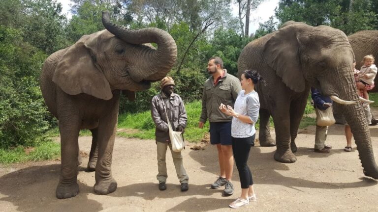 3-Day Cape Town Big Five Safari & Elephant Encounter