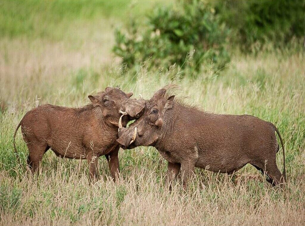 4-Day Pilanesberg Camping Safari
