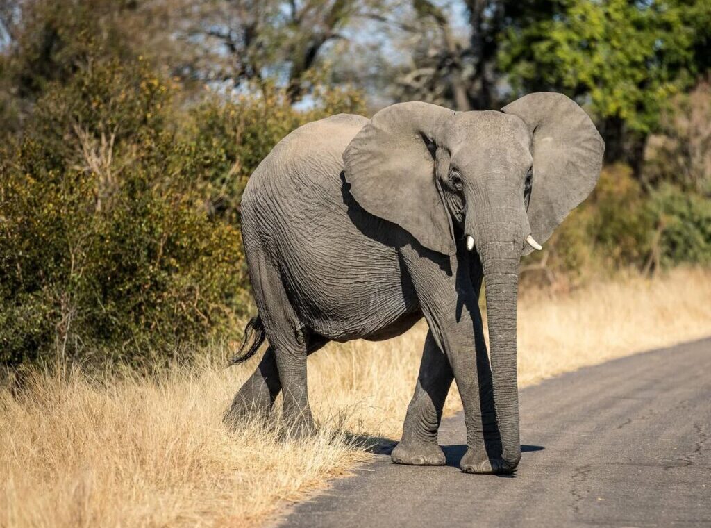 Kruger National Park safari