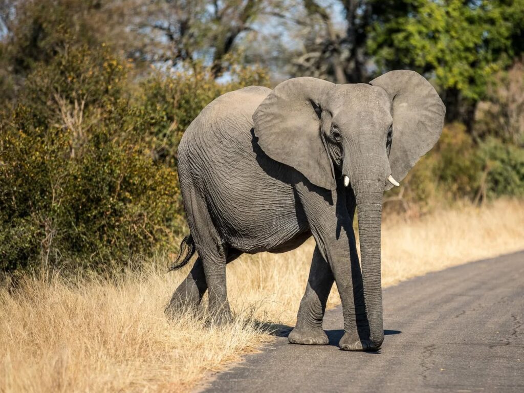 4-Day Wildlife Safari–  Kruger & Panorama Route