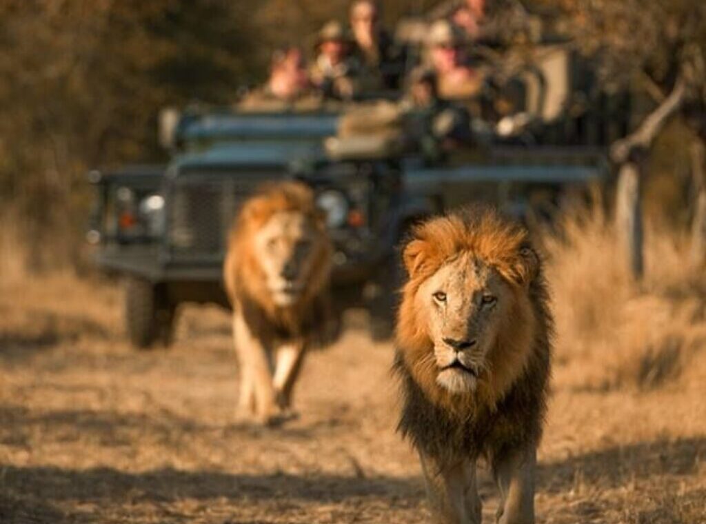 7 day affordable Kruger and Victoria falls adventure