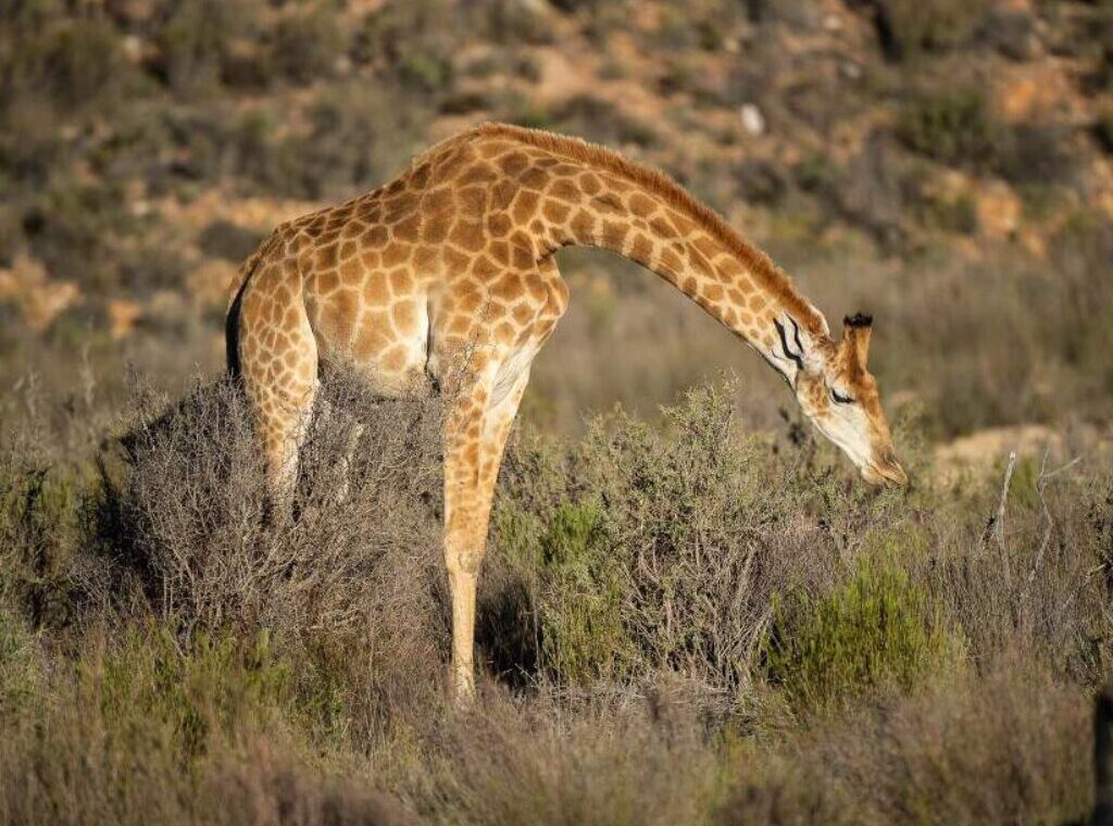 budget greater Kruger camping safari