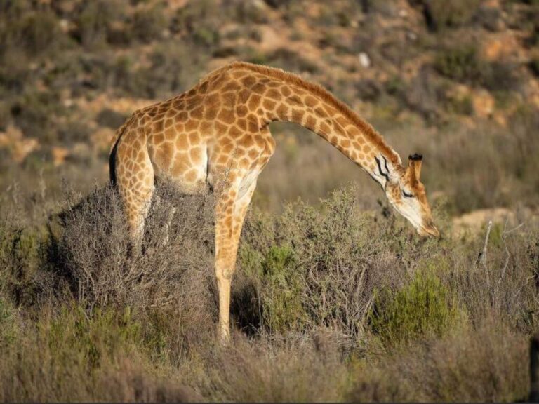 1-Day Cape Town Big Five Adventure with All Meals