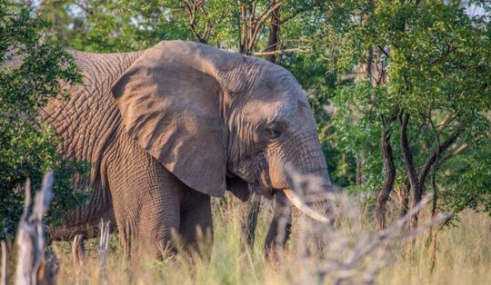 Hlane Royal National Park Safari