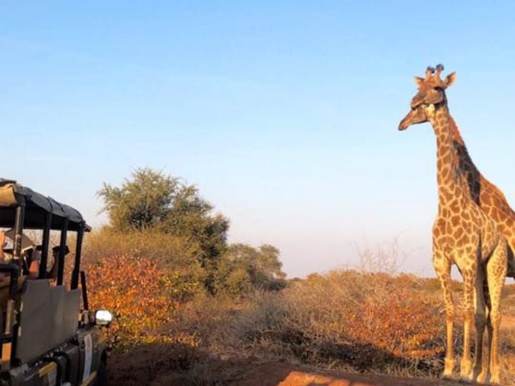 ½-Day Wildlife Safari from Windhoek