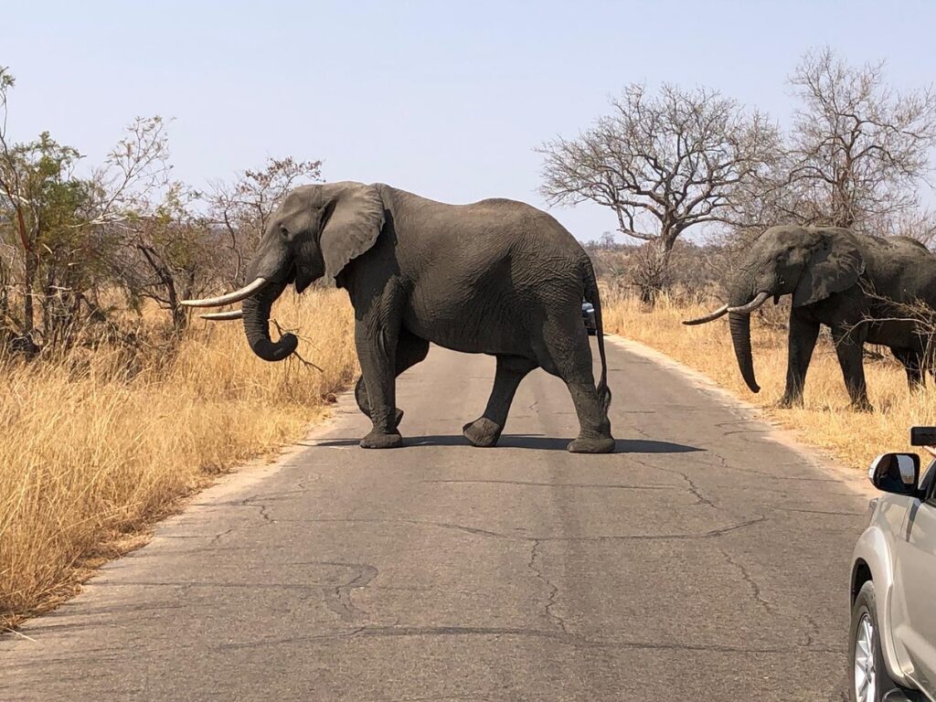 1-Day Kruger Wildlife Expedition from Hoedspruit