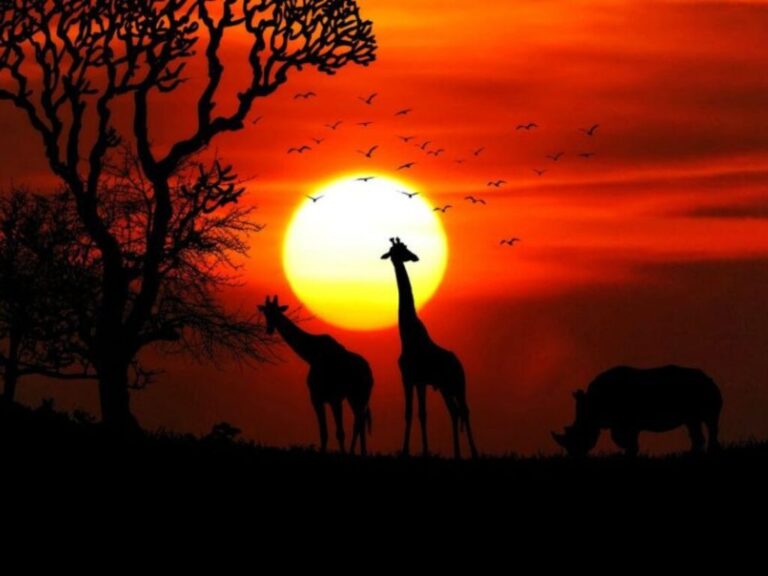 1-Day Kruger Safari at Sunset – Chase the Big Five at Dusk