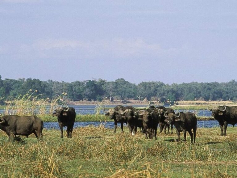 3-Day Wildlife Combo – Victoria Falls & Chobe Safari